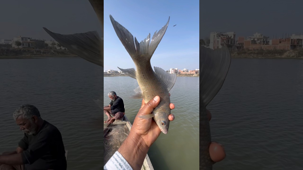 🤔Village Fisherman Catches the Most Amazing Dangerous & Powerful Fish! 