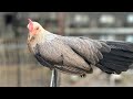 Que gallinas llevare a Expo Zamora