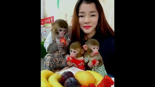 Heartwarming Bond Human Mom Shares Blissful Moments with Three Adorable Monkeys! 🐒💖#monkeyvideo by Allen me 3,769 views 2 months ago 1 minute, 19 seconds