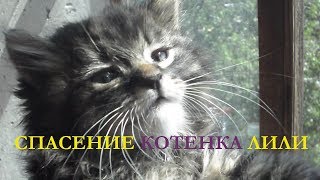 СПАСЕНИЕ КОТЕНКА ЛИЛИ СПАСЕНИЕ КОТЕНКА ЛИЛИ
