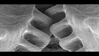 The Leafhopper Gear System. Bruce Malone. Origins. Creation Evidence.
