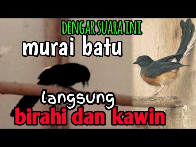 pancingan murai batu cepat kawin || paling ampuh class=