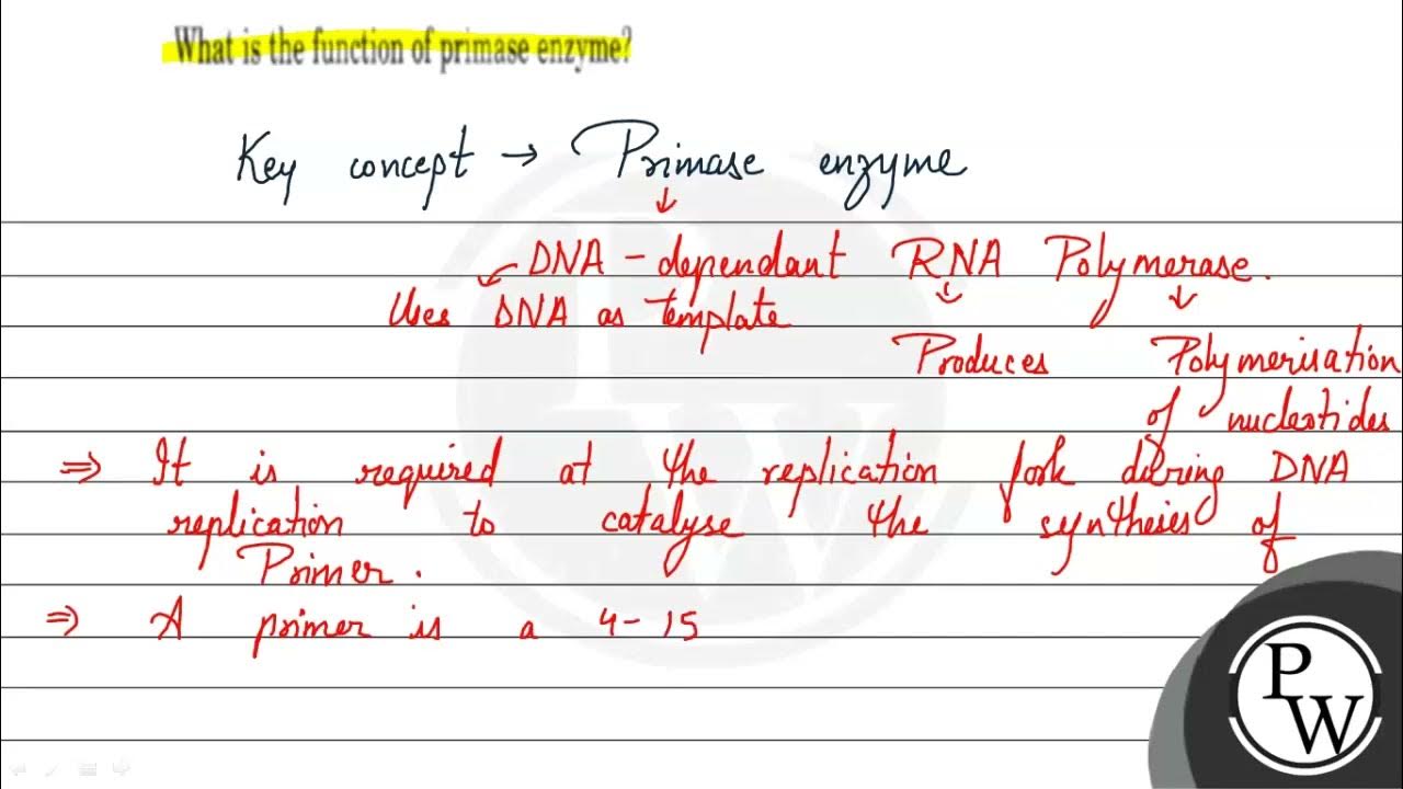 What is the function of primase enzyme? YouTube