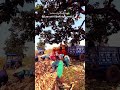 makka ki katai terser se #viralshorts #video #farming