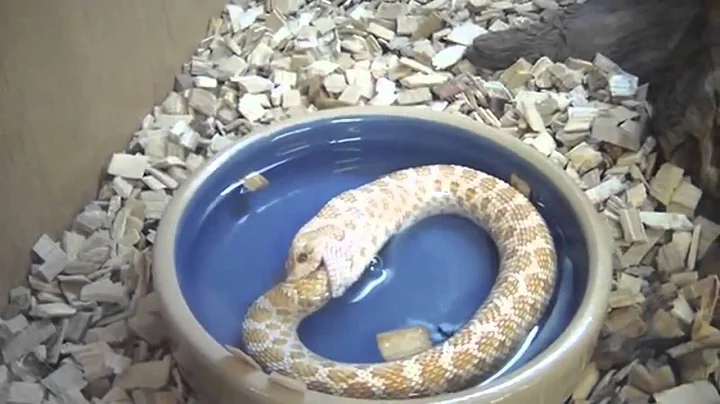 Ouroboros - Snake eating its own tail (HD)_HD.mp4