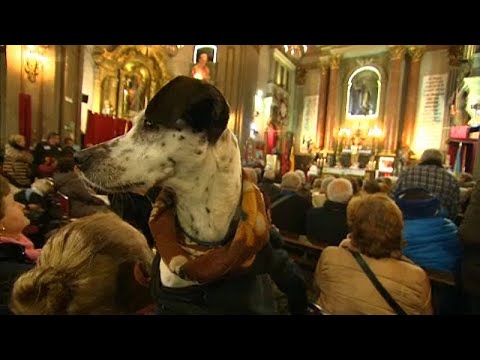 فيديو: تتوجه الحيوانات الأليفة الإسبانية إلى الكنيسة للبركة