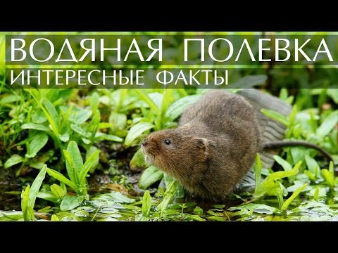 Водяная полевка (крыса) - интересные факты