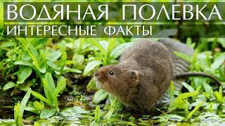 Водяная полевка (крыса) - интересные факты