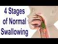 The 4 Stages of Swallowing: Biomechanics & Bolus Movement