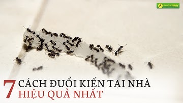 7 Cách diệt kiến bằng những hỗn hợp có sẵn tại nhà và an toàn cho sức khoẻ | Bách Hoá Xanh