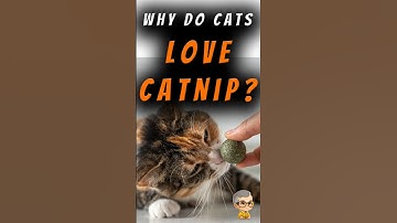 What Does Catnip Do To Cats?  #catbehavior #felinefacts