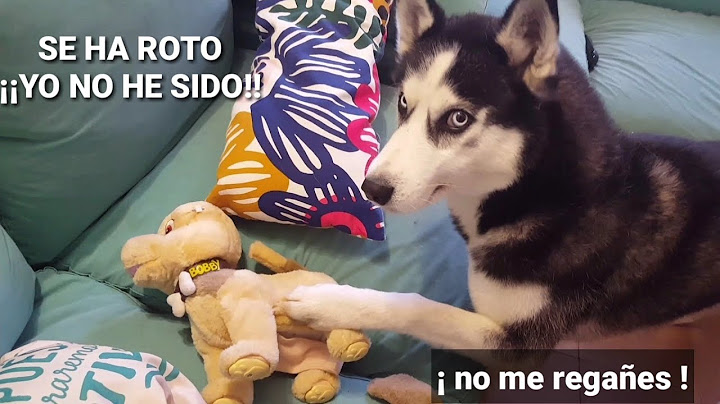 Max ¿aprendiste palabras nuevas? ¡Eres un PERRO muy inteligente! || Max the husky