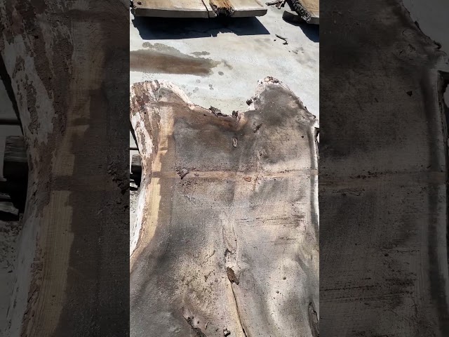 #2 #elm #before #liveedgeslabs #liveedge #tabletop #funiture #salvage #urbansalvage #realgoodwood