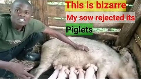 Why do PIGLETS die before or after birth! (causes of death) #pig #farming #farmers #animals