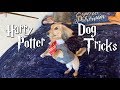 my dog only responds to Harry Potter spells.