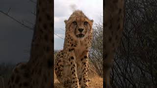 Cheetah attacks our camera! Watch the full video on our channel @AutenticDocumentary #wildlife