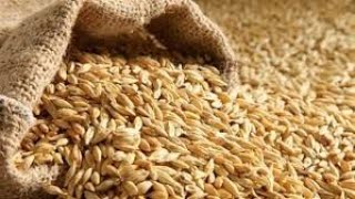 سعر بورصة الأرز الشعير اليوم الآن النهارده فى مصر 2022