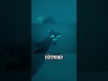 Orkaların Gizemli Hareketi: Ken Peters ve Kasatka 🤯🐋