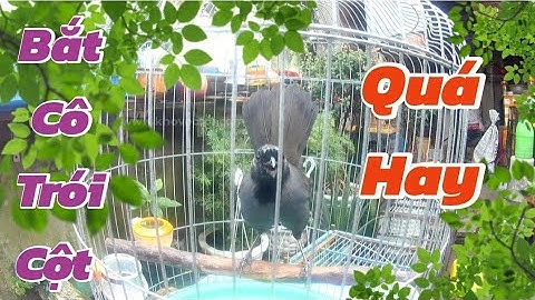 Khướu Mun Hót Múa Kích Bổi Chất Giọng Bắt Cô Trói Cột Hót Múa Quạt Cực Đỉnh