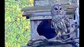 Barred Owls In Daylight! WBU Barred Owl Cam Pair Make Daytime Visit [Split Screen] | May 3, 2023