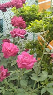 Roses #share #like #viralvideo #viralshort #viral #shortvideo #short #rose #beautiful #pink#pinkrose