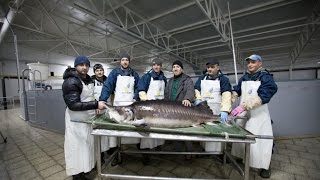 Осетровый комплекс Акватир: секреты производства