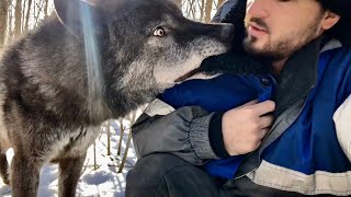 Волк Акела охотится на меня, целится в горло. Мартовские ВОЛКИ.