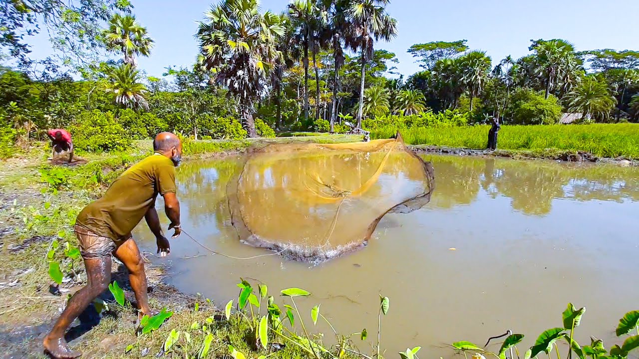 Best cast net fishing video - Village fishing with natural beauty | YouTube Village BD