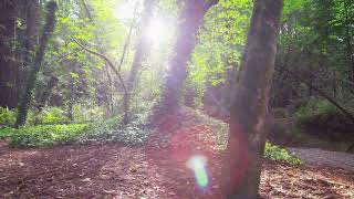 In The Stillness of Love OFFICIAL VIDEO