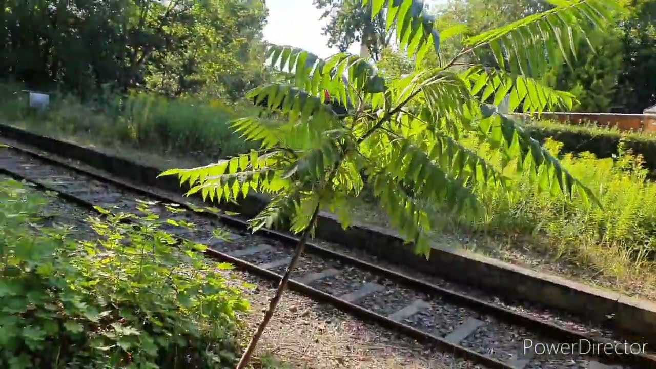 Reaktivierung der Heidekrautbahn | Teil 2 der Bestandsaufnahme im August 2025