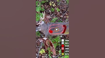 Real time shot placement on a whitetail! Our latest video breaks down deer anatomy while bowhunting