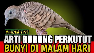 Arti burung perkutut bunyi di malam hari ??? mitos/fakta ⁉️