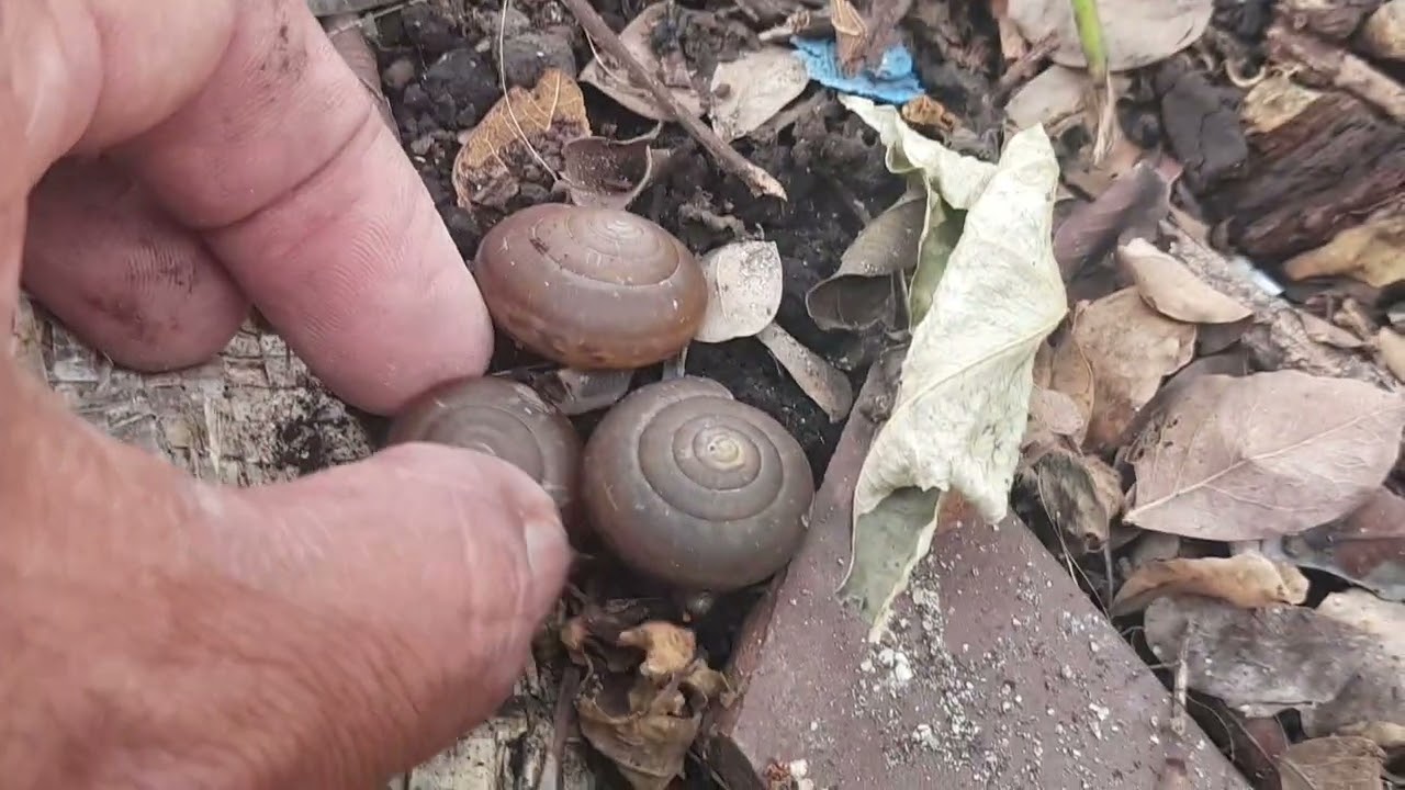 ខ្យងច្រើនណាស់មេឃត្រជាក់ The cold air saw many snails.