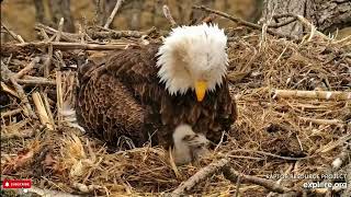 Your Daily Dose of Cuteness: Easter Edition! - Decorah Eagles DNF, Mr North, DN17 \& DN18 (3\/31)