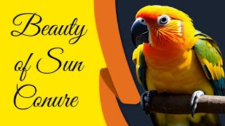 Beauty of Sun Conure by Birds Bucket 56 views 1 year ago 5 minutes, 1 second
