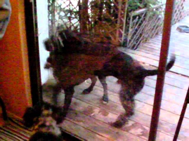 Dog Run Into Glass Door Ideas Dog Runs Into Glass Door Doors Compilation New You Feedmelols