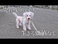ペットショップで売れ残った子犬の最後に涙が止まりません。