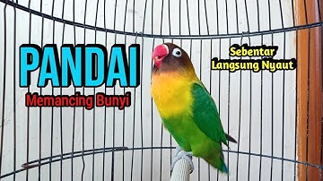 Suara Lovebird NGEKEK PANJANG PANDAI Memancing Lovebird Lain Cepat BUNYI, SEBENTAR Langsung NYAUT