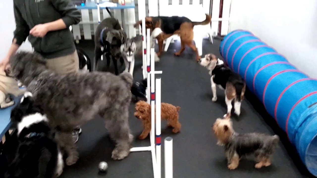 Group Agility at DogPlay Dog Daycare in Vancouver YouTube