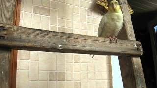 MVI_9525.AVI