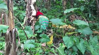 Survival Skills: Primitive Girl Find Many Natural Bananas For Food To Survival In Forest