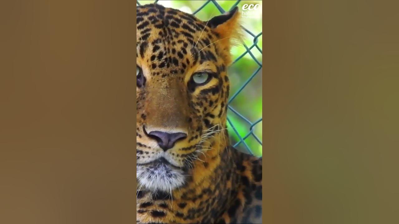 World Leopard Day YouTube