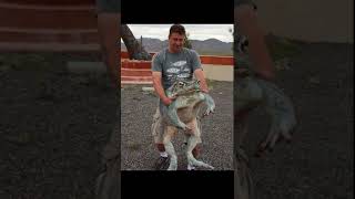 #animales #parati #reacciones