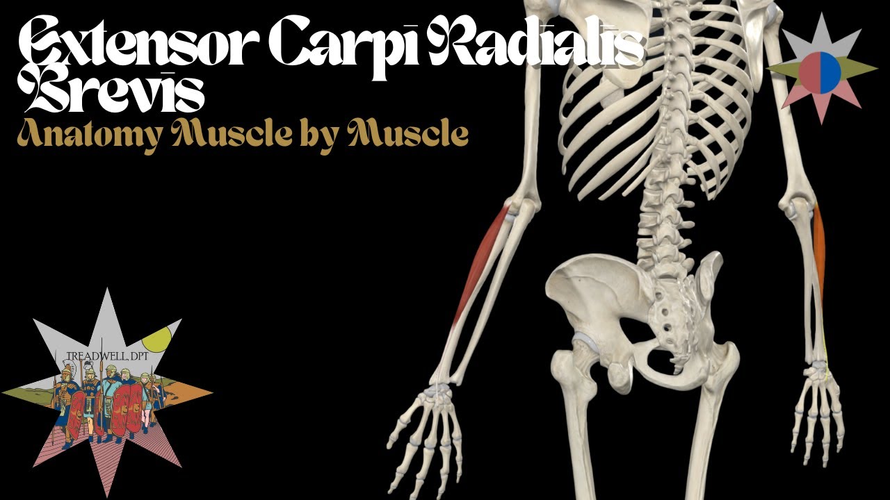 Анатомический анализ короткого лучевого разгибателя запястья (ECRB) | Функция, боль и клинические...