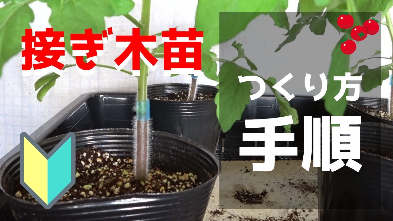 Introduction Flow Of Making Grafted Seedlings And Necessary Items Tomatoes And Cherry Tomatoes Youtube