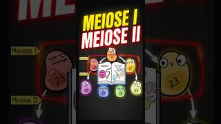 Meiose I erklärt: So werden Zellen haploid!#Meiose #Biologie #Chromosomen #DNA #Haploid #Diploid
