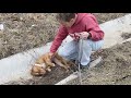 Little dog found in ditch needs help  stray rescue of st louis