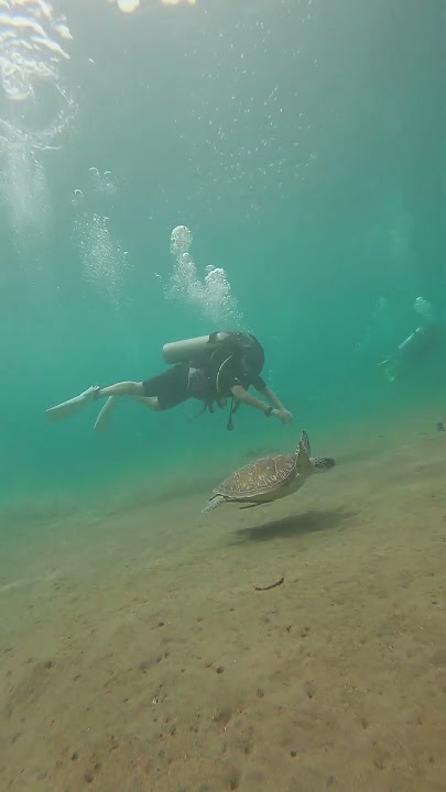 diving bareng kura kura hijau di Bali