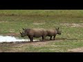 코뿔소가 뿔났다!! 버스까지 공격하는 무시무시한 코뿔소