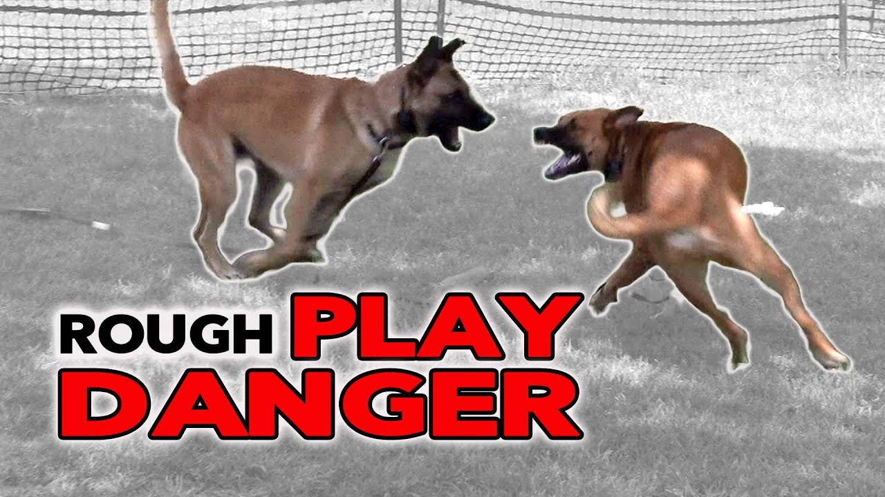 is it ok for dogs to play rough with each other